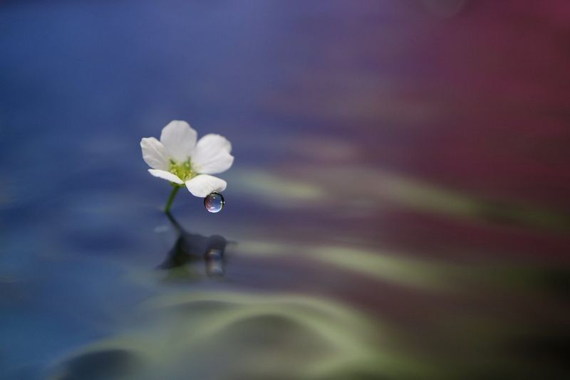 EF-M_28mm_f3.5_Macro_IS_STM_Advanced_Sample_Flowers_003_A2