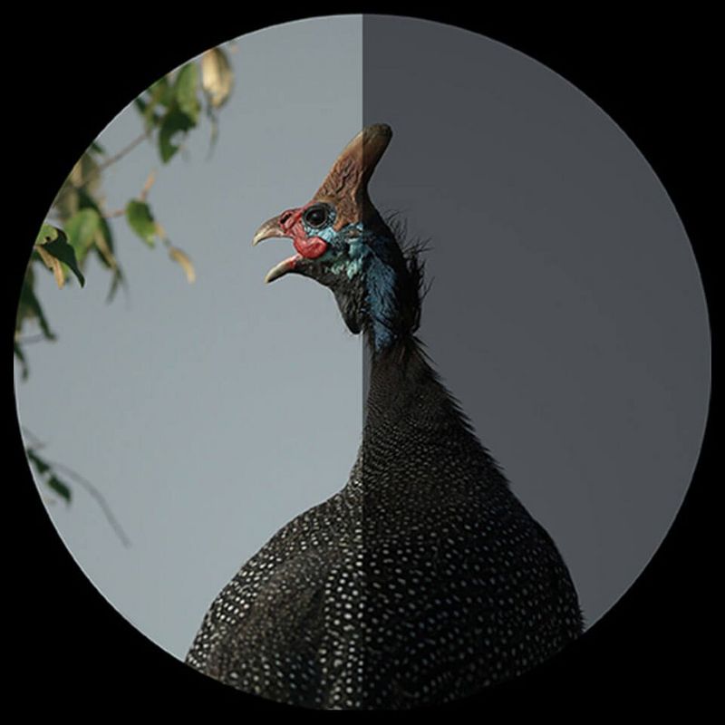 10x42L IS WP binoculars 