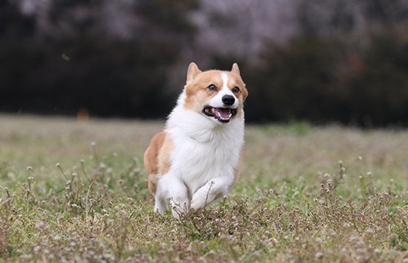 Zoom in and capture fast action