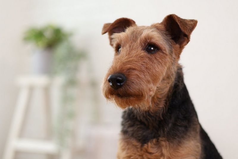 Een close-upportret van een Airedaleterriër dat is gemaakt met een Canon EOS R10 en een Canon RF 50mm F1.8 STM-lens. De hond is helemaal scherp en de achtergrond is onscherp.