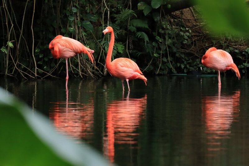 Tres flamencos de colores vivos transitan por aguas poco profundas, dos de ellos de pie sobre una pata con la cabeza escondida bajo las alas, fotografiados con un teleobjetivo Canon RF 100–400mm F5.6–8 IS USM a una longitud focal de 400 mm.