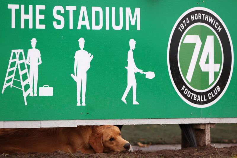 Een lichtbruine hond ligt onder het bord van de 1874 Northwich Football Club.