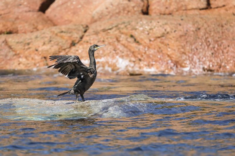 A cormorant with its wings outstretched behind it standing on a half-submerged rock on the seashore. Shot on Canon EOS R5 Mark II. 