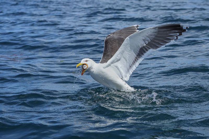  A seagull catches a fish in his mouth out of the ocean.