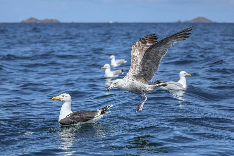 Several seagulls float on the water, while one with wings outstretched hovers just above the surface. Shot on Canon EOS R5 Mark II.