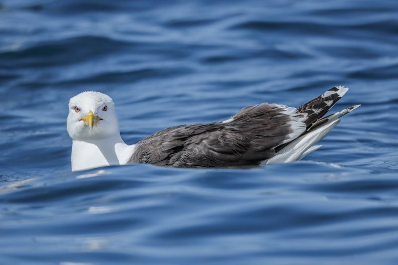 A seagull bobbing on the water's surface looks directly at the camera. Shot on Canon EOS R5 Mark II.