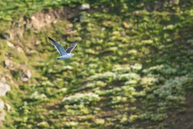 A seagull is captured in flight, with wings outstretched against an out-of-focus green background. Shot on Canon EOS R5 Mark II.