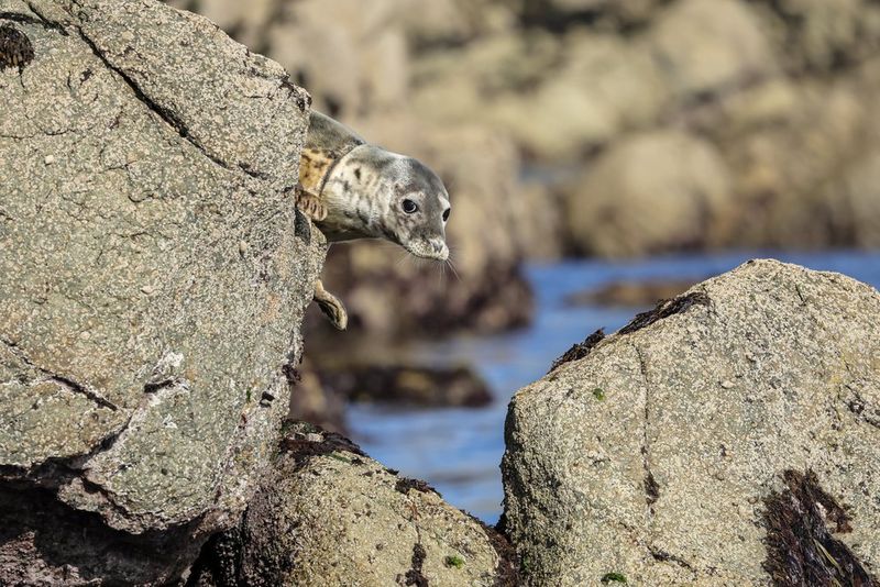 A young female grey seal emerges behind rocks on the coast of France with a fishing line wrapped around her neck. Shot on Canon EOS R5 Mark II.