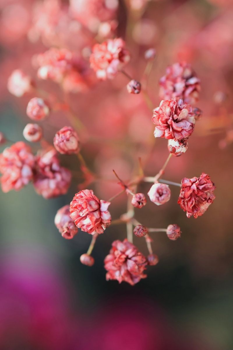 An extreme close-up of a few pink flowers, captured on a Canon EOS R50.