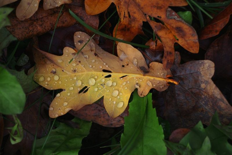 Великий план опалого осіннього листка з краплями дощу на поверхні та іншими листками різних кольорів під ним, зроблений за допомогою телеоб’єктива Canon RF-S 55-210mm F5-7.1 IS STM.