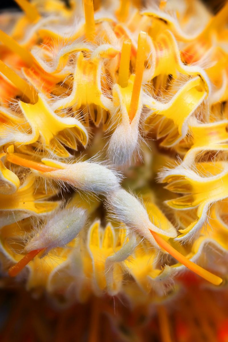 An extreme close-up of a yellow flower with minute details of the petals in focus, shot on a Canon EOS R50.