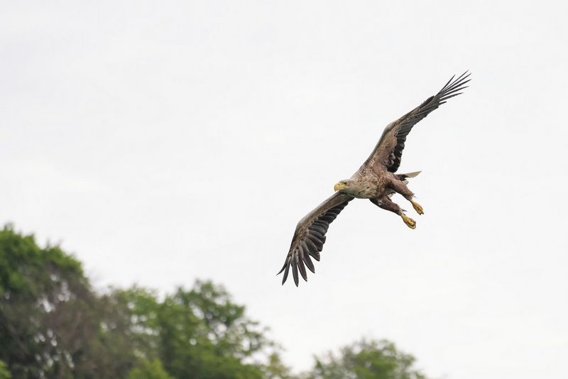 EOS R5_RML_SAMPLE_10