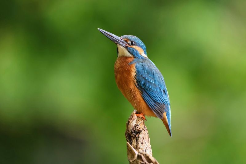Een kleurrijke ijsvogel zit op een tak tegen een wazige groene achtergrond.