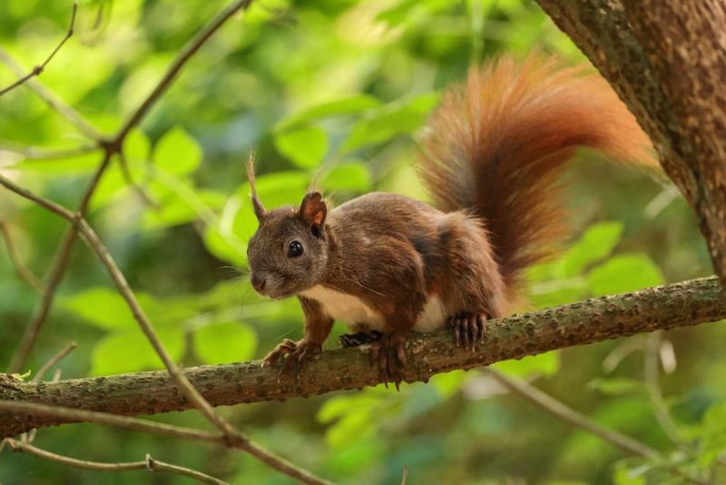 Wildlife Week  Offers & Events