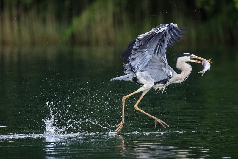 Een reiger met een vis in zijn snavel lijkt over het wateroppervlak te springen terwijl hij op het punt staat de lucht in te vliegen. © Robert Marc Lehmann