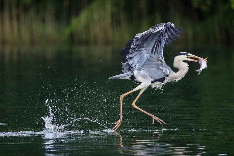 Een reiger met een vis in zijn snavel die op het punt staat weg te vliegen en over het wateroppervlak lijkt te kaatsen.