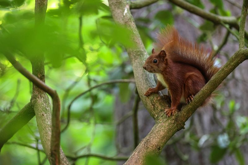 Un écureuil roux perché sur la branche d'un arbre.