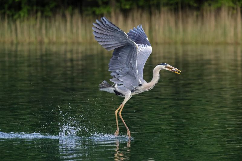 EOS R5_RML_SAMPLE_46