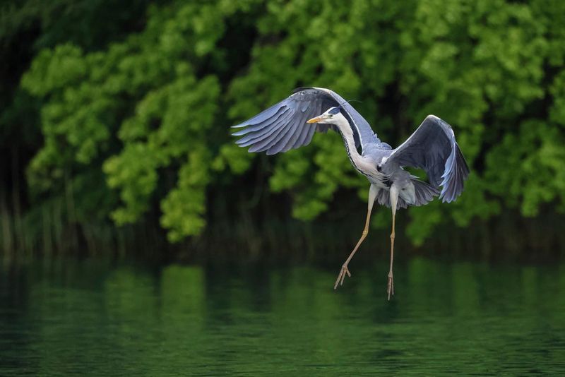 Een op het water landende reiger in zijn vlucht bevroren, met zijn vleugels gebogen en poten uitgestrekt.