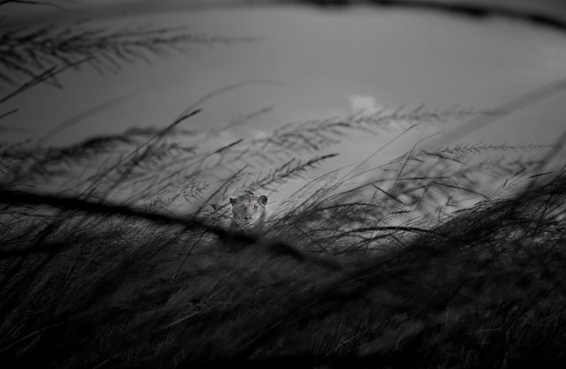 Een zwart-witfoto van een leeuw die schuilt in hoog gras.