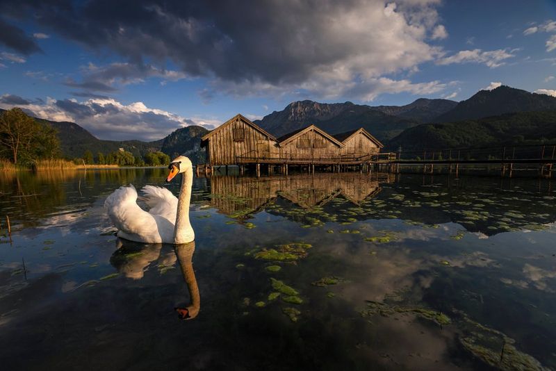 Een zwaan die voor een steiger zwemt, met het geheel weerspiegeld in het stilstaande water.
