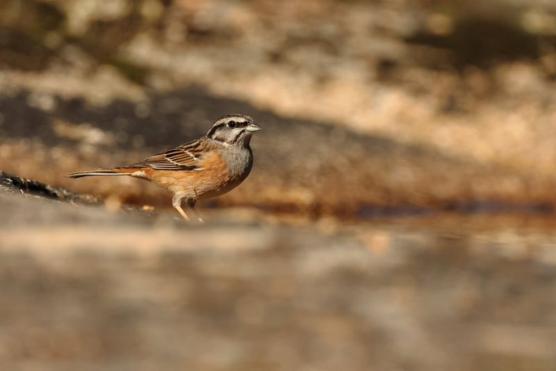 A photo of a small bird well camouflaged against the ground, taken on a Canon EOS R7 with a 500mm lens attached.