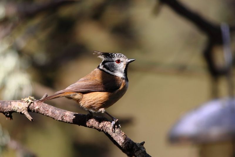 Gros plan sur l'œil rouge d'un oiseau marron et à plumes posé sur une branche.