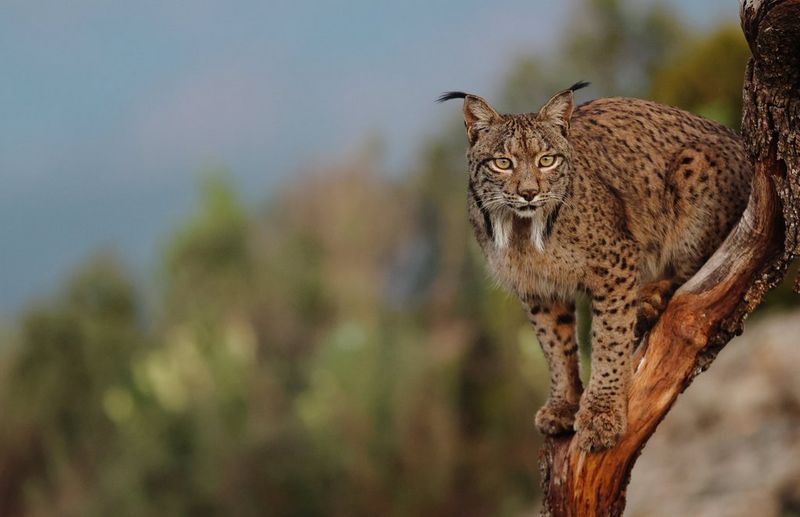Rare beauty: photographing the exlusive Iberian lynx with the Canon EOS R7