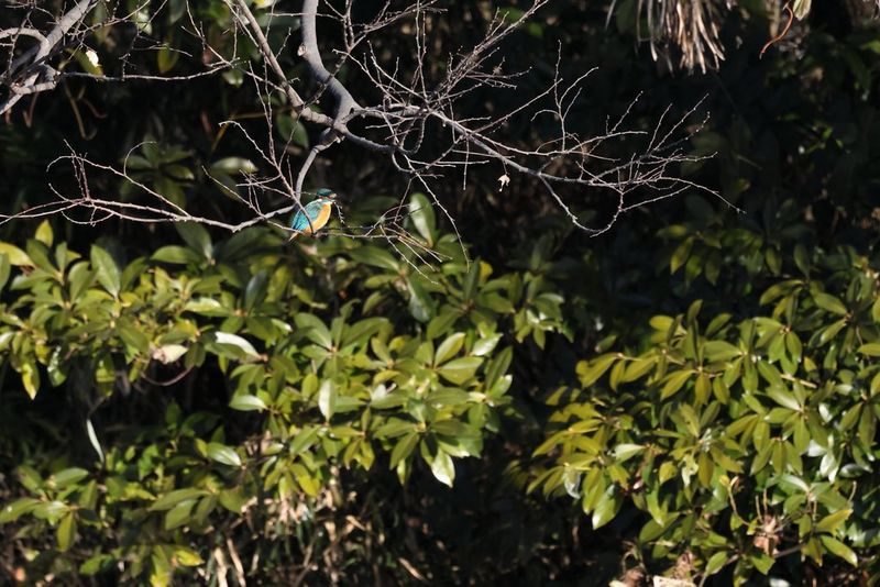 A small brightly coloured bird perches on a bare branch surrounded by dense green foliage.