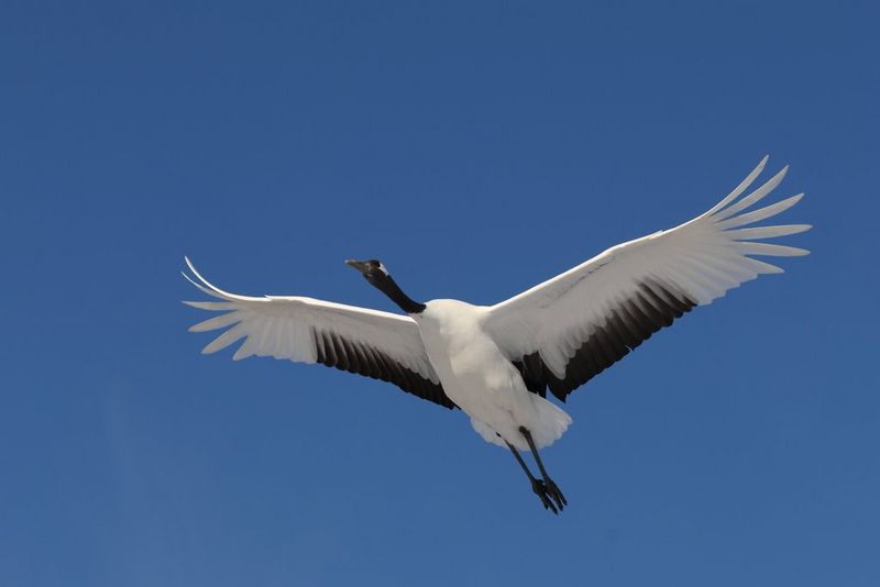 O pasăre mare zburând deasupra capului, cu aripile întinse.