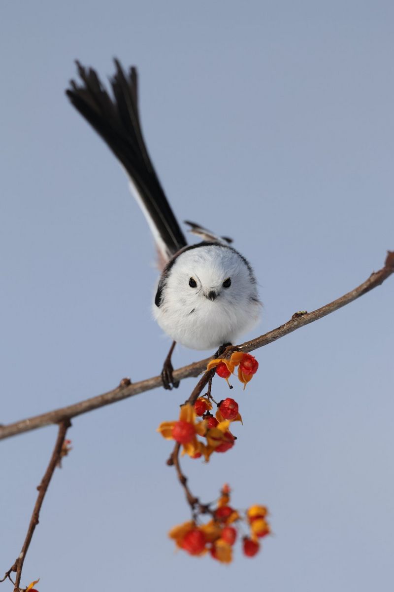 A white bird sits on a branch with orange berries, with a blue sky in the background.