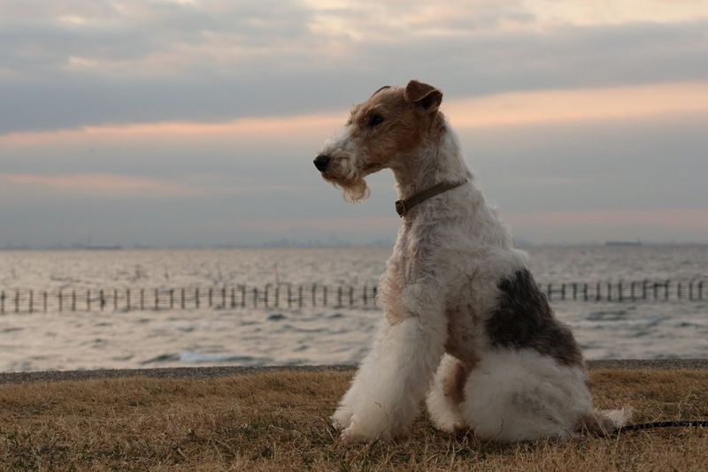 A fluffy brown and white dog sits on grass in front of the sea.