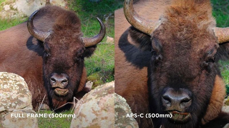 A split image showing a bison photographed with a 500mm lens on a full-frame camera, and with the same lens on an APS-C camera, which has the effect of zooming in on the animal.
