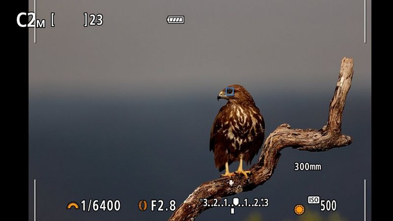 Het scherm van een Canon EOS R7, met het autofocuspunt op het oog van een roofvogel op een tak.