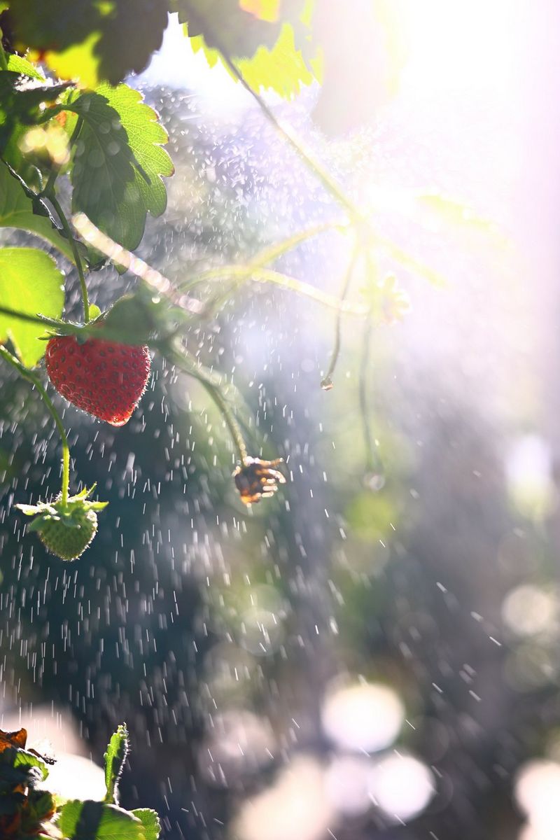 A strawberry hanging from a bush in the sunshine as water splashes on it, shot on a Canon EOS R8. 