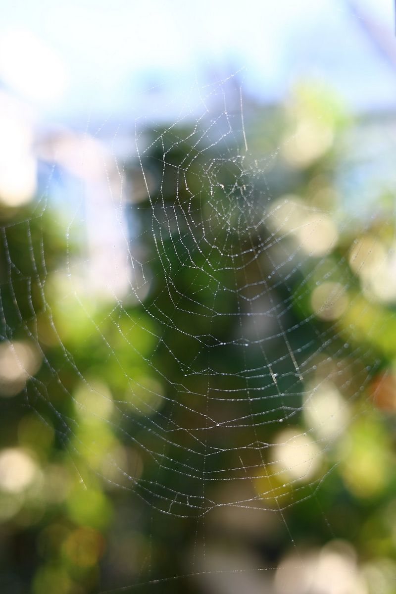 A close-up of a cobweb, the detail accentuated by the blurred foliage in the background.