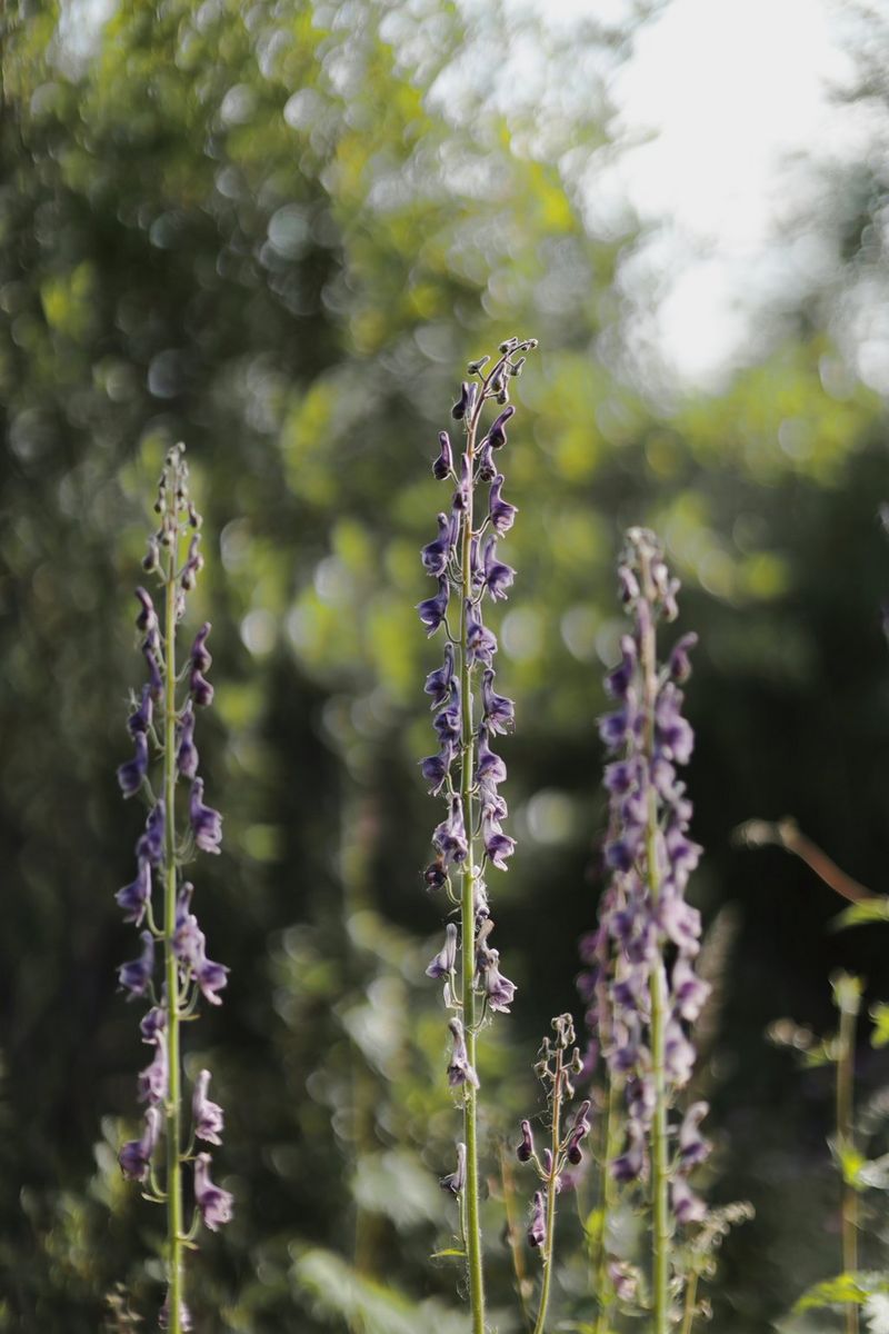 De grands delphiniums violets parfaitement nets sur un arrière-plan flou de verdure. Photo de voyage prise par Frauke Hameister avec un Canon EOS R8 Mark II équipé d'un objectif Canon RF 45mm F1.2 STM.