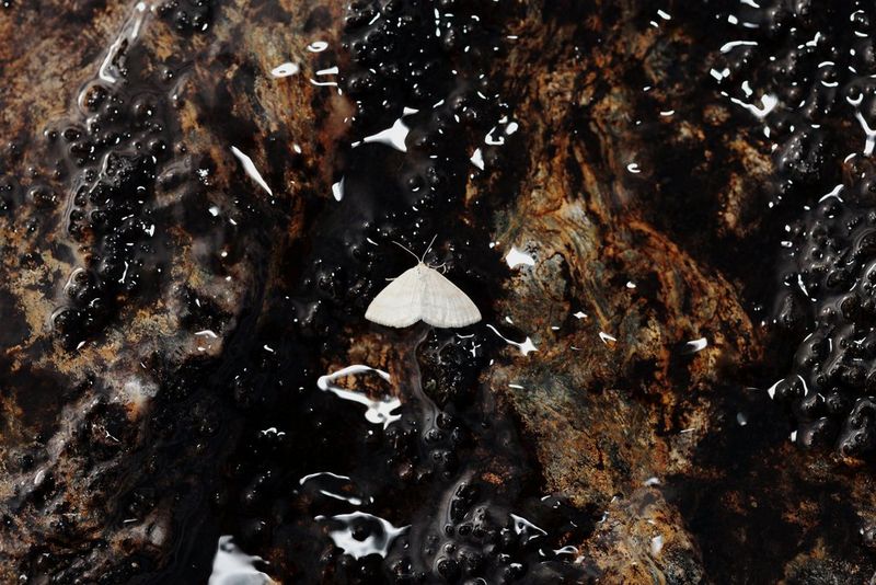 A close-up of a moth on the surface of water, taken using a Canon EOS R8 MARK II with a macro lens.