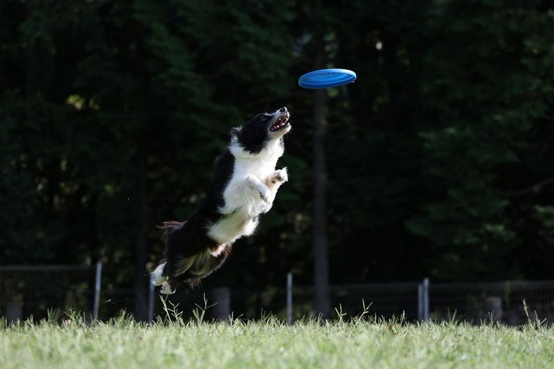 Un căţel mic surprins în aer, în timp ce aleargă spre un frisbee.