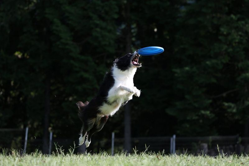 Een zwart-witte bordercollie springt om een blauwe frisbee te vangen. De foto is gemaakt terwijl de hond in de lucht hing dankzij de elektronische sluiter bij het 1e gordijn van de Canon EOS R8.