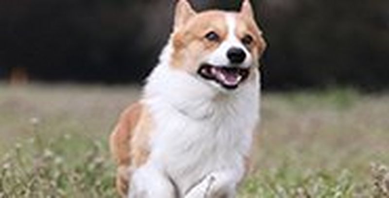 Zoom in and capture fast action