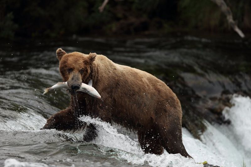 EF 70-200mm f/4L IS II USM