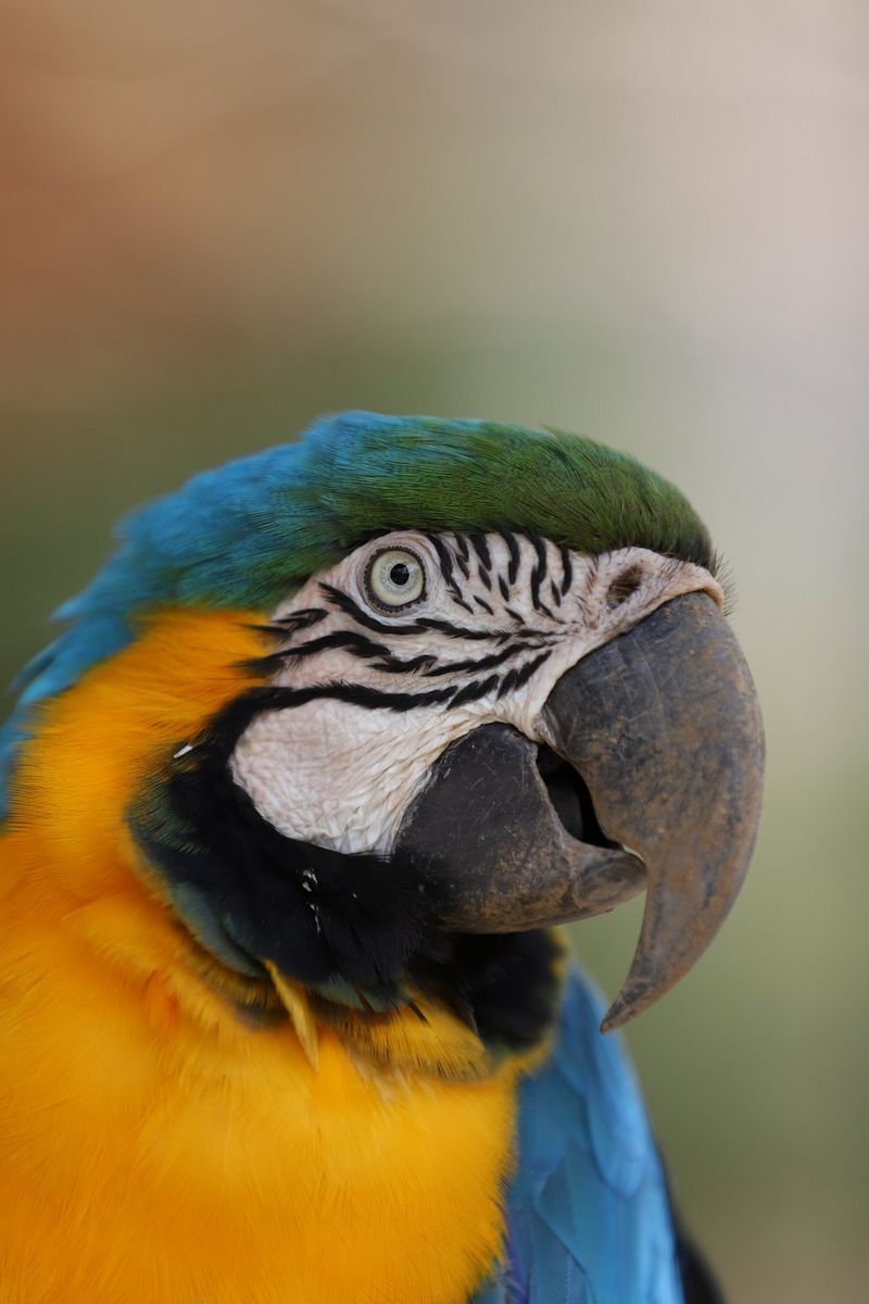 דיוקן של תוכי מחמד עם רקע שלא במיקוד.