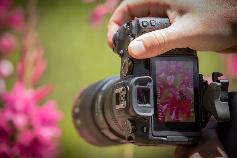 A Canon EOS RP on a tripod, with the AF point on the rear screen picking out a bee on a flower.