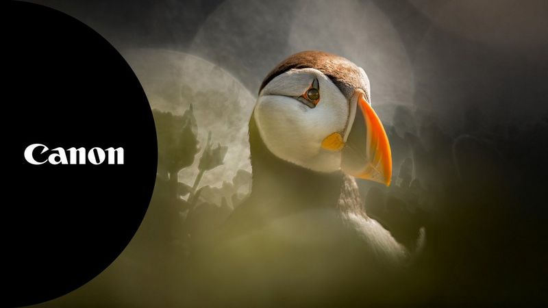 Feathers and Light: Mastering the Moments in Bird Photography