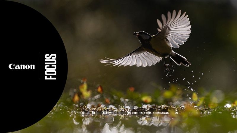 Canon EOS R1 			- Fuglefotografering "en krevende form for fotografering" - med Terje Kolaas