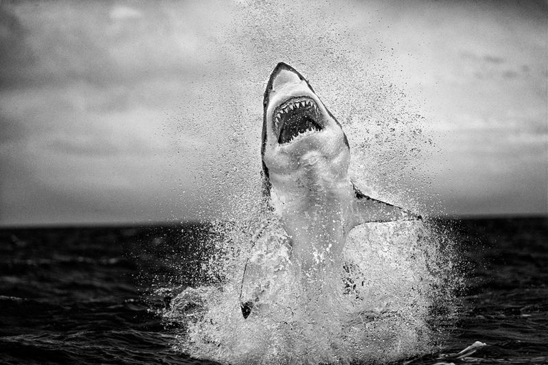 A black and white photograph of a great white shark, teeth bared leaping dramatically from the ocean with water spraying around its body.