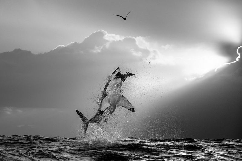 A black and white photograph of a great white shark leaping high out of the water, silhouetted against a dramatic sky. A bird flies above.
