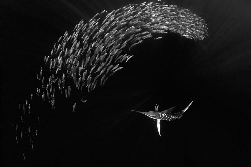 A black and white underwater photograph of a marlin swimming in black water towards a large, swirling school of smaller fish.