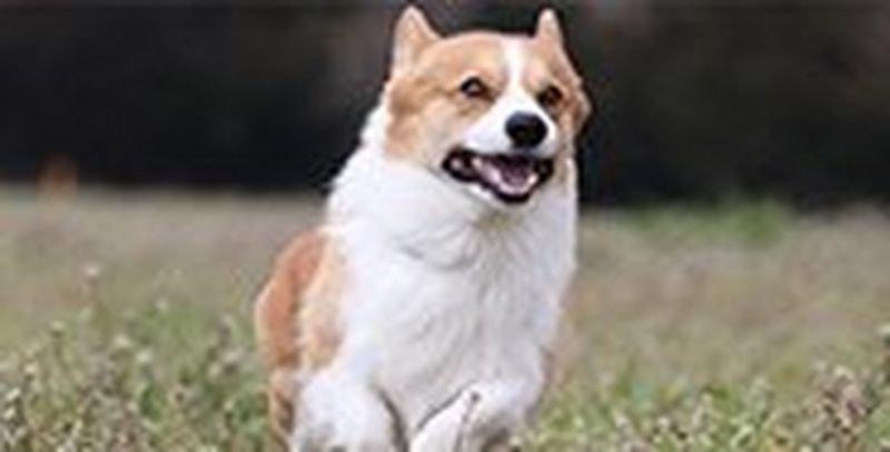 Zoom in and capture fast action